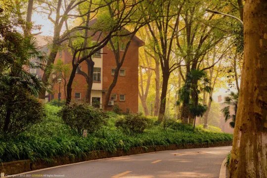 武汉秋天最美的一条路:华中农业大学学院路
