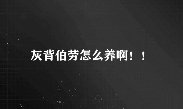 灰背伯劳怎么养啊！！