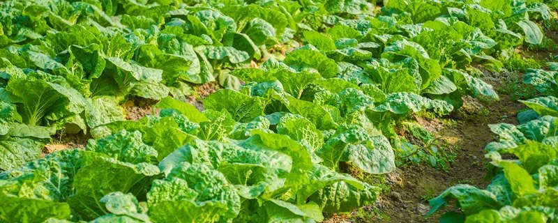 磷肥有哪些种类 磷肥有哪些种类与用途