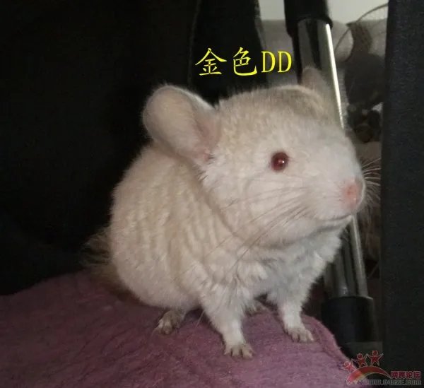 米色龙猫的区别