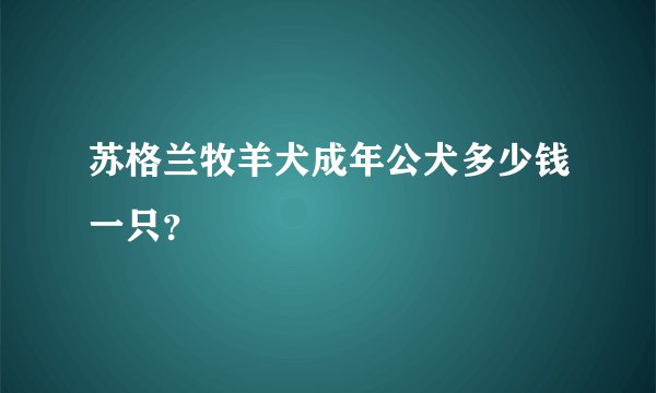 苏格兰牧羊犬成年公犬多少钱一只？