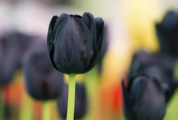 世界上10种奇异的黑色花 黑牡丹上榜，第四也被称作“情花”