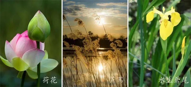 庭院造景植物设计指南