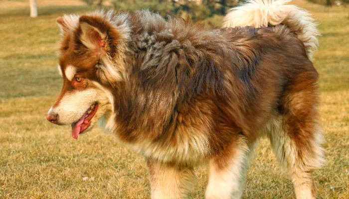 阿拉斯加受欢迎的原因 养阿拉斯加犬有什么好处