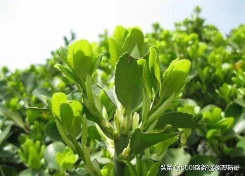 兽用四季青的功效是什么?
