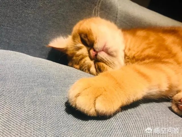 异短需要补充营养吗?