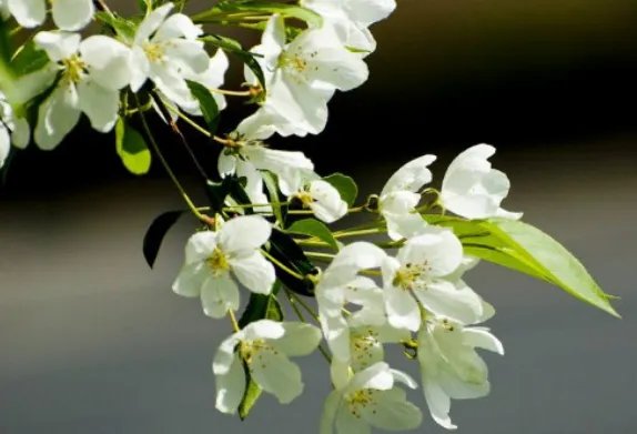七朵花代表什么意思
