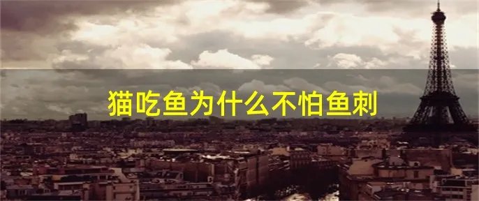 猫吃鱼为什么不怕鱼刺
