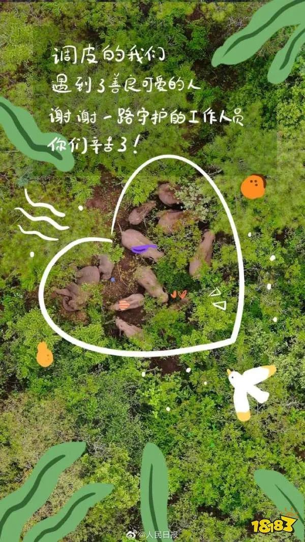 “大象驾驶证”网络走红!到底是啥东东?