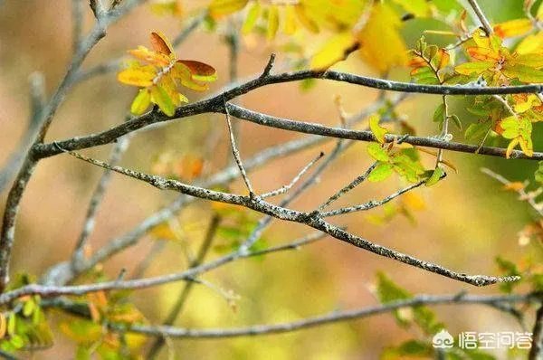 哪些动物能够“完美伪装”？你能识破吗？