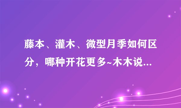 藤本、灌木、微型月季如何区分,哪种开花更多~木木说月季(三)