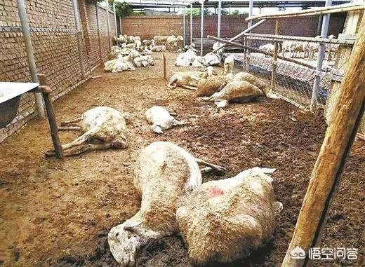 你怎么看“山东百余只羊疑吃“毒大葱”死亡，涉事种植户已抓获”？