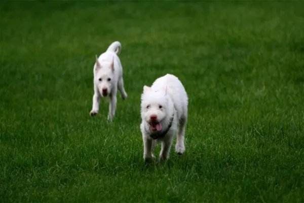 中国十大名犬都是什么?