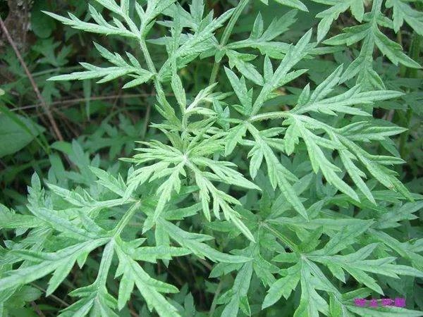 艾草怎样辨别 图片