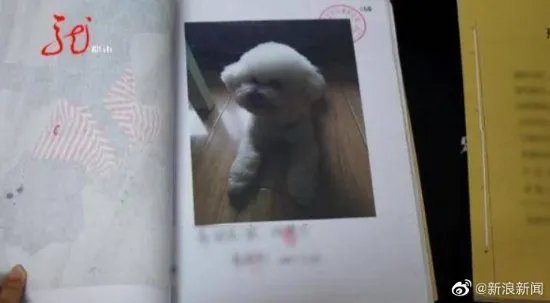 保安毒死小区11只宠物狗获刑3年:不满狗在草坪随意大小便