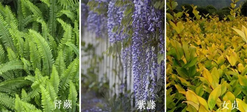 庭院造景植物设计指南