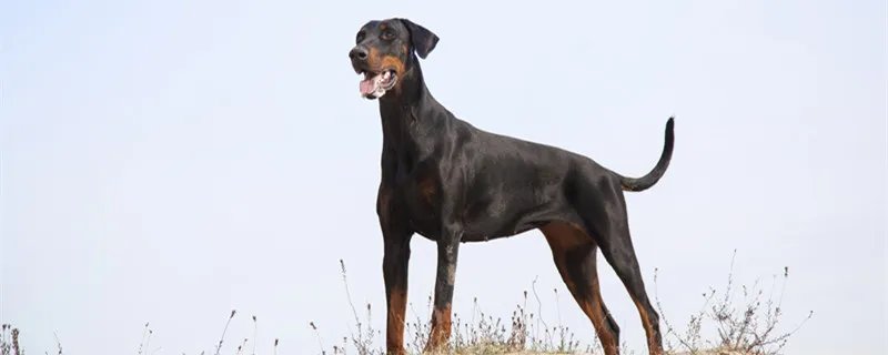 杜宾犬是什么性格的狗 杜宾犬的优点和缺点
