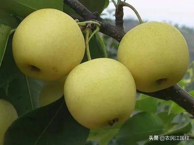 梨树常见病虫害怎样防治?