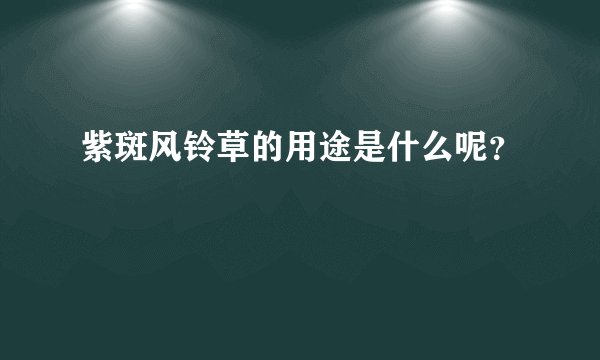 紫斑风铃草的用途是什么呢？