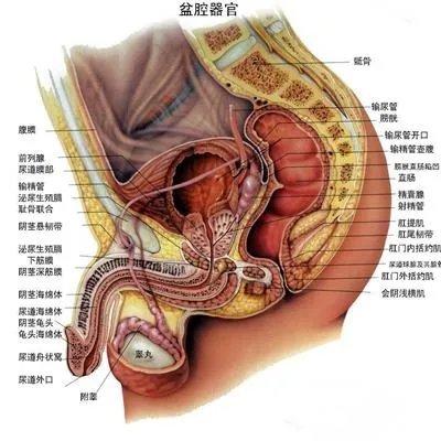 尿痛是什么原因