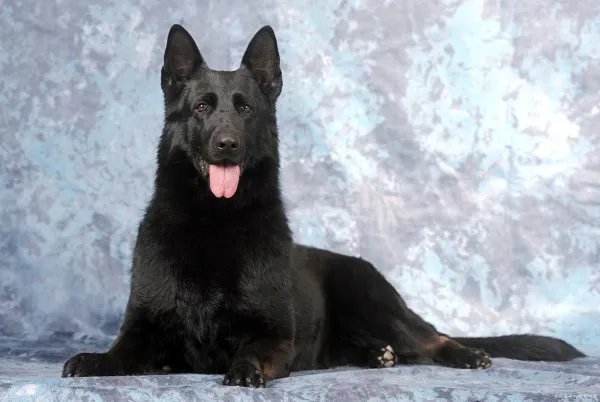 德国牧羊犬价格多少钱一只?纯种的市场价位你真的了解吗?