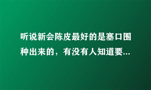 听说新会陈皮最好的是塞口围种出来的，有没有人知道要去哪里才买到！