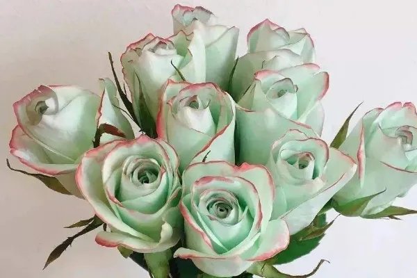 涓栫晫涓婃渶婕備寒鐨勪笁绉嶇帿鐟拌姳:鍏ㄦ槸缃曡鑺辫壊(褰╄櫣鐜懓)
