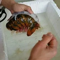 清蒸波士顿龙虾怎么做如何做好吃