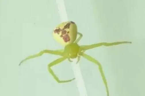 世界上最诡异的蜘蛛——人面蜘蛛