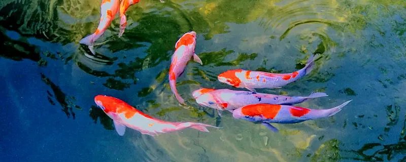 梦见抓鱼是什么意思 梦见抓鱼预示着什么