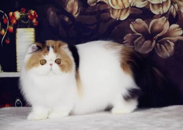 波斯猫多少钱一只?