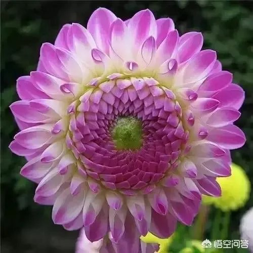 哪些因素会导致一个人的爱情启蒙特别晚?