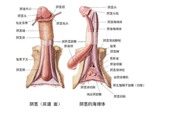 割包皮一般的多少钱