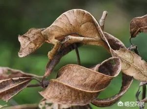 哪些动物能够“完美伪装”？你能识破吗？