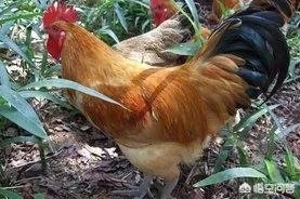 同类相食会有什么结果？