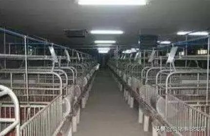 小猪吃奶温度多少是正常?