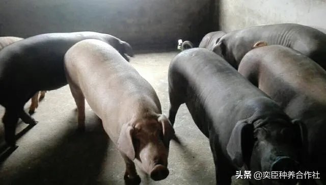 农村养殖有什么好的致富项目?