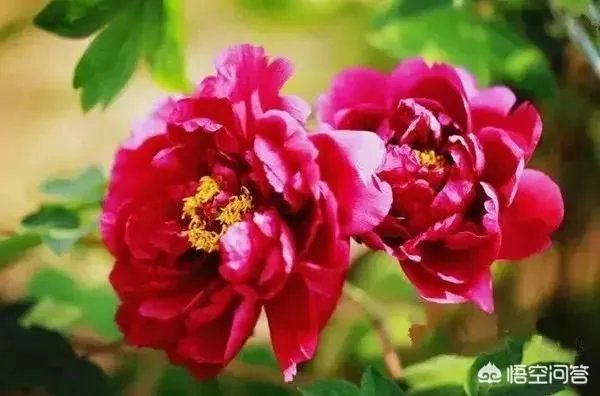 灿若夏花不负年华