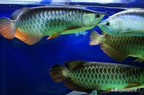 金龙鱼是啥样的？图片？