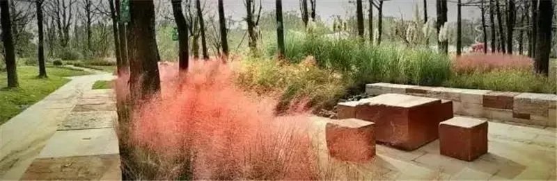 庭院造景植物设计指南