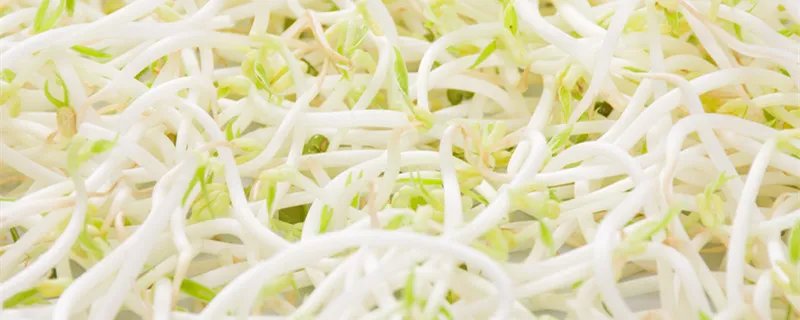 豆芽变成绿色的了还能吃吗 豆芽变绿色还可以吃吗