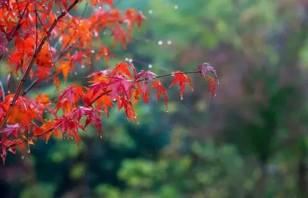 想象一下秋天的雨还会把颜色分给谁呢照样子写一写怎么写？