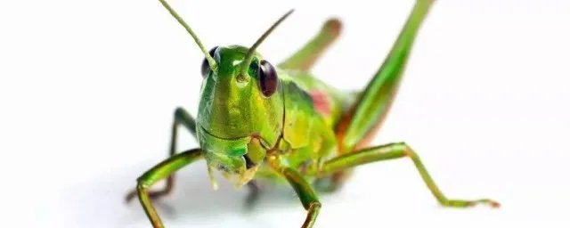 蝗虫灾害防治方法