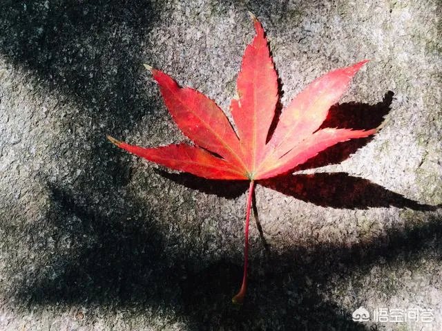 干涉别人家事过多的古语怎么说