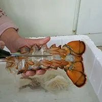 清蒸波士顿龙虾怎么做如何做好吃
