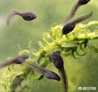 同类相食会有什么结果？