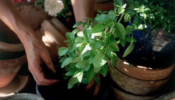 灌木种类有哪些 灌木是草本植物还是木本植物