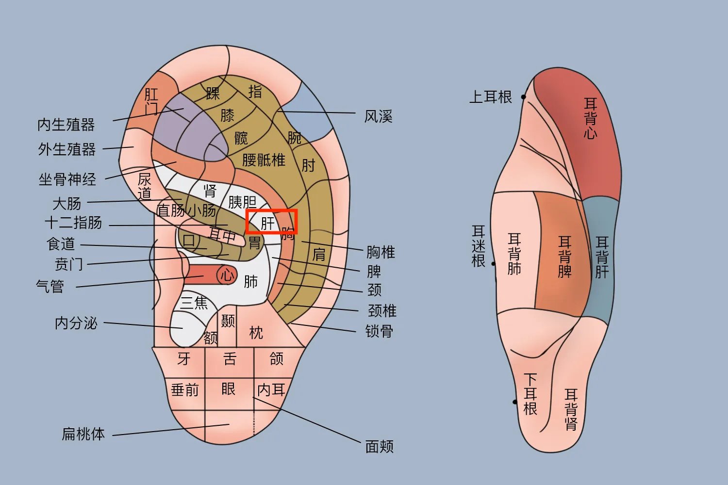 肝的反射区准确位置图