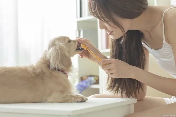 腊肠狗来自德国，四肢和身体相比就像一个腊肠一样，那么它会咬人吗？