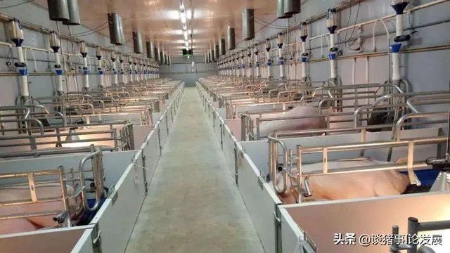 小猪吃奶温度多少是正常？